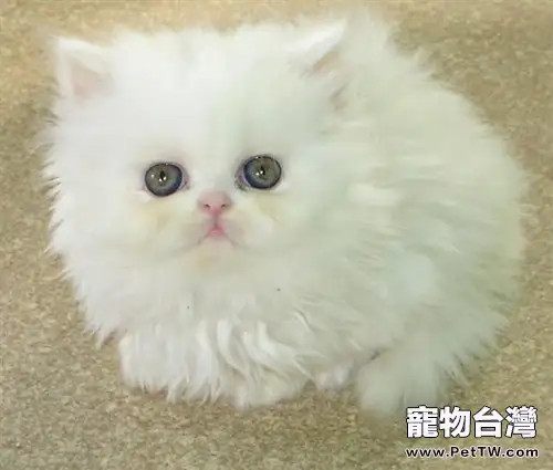貓咪吃草的相關疑問解答