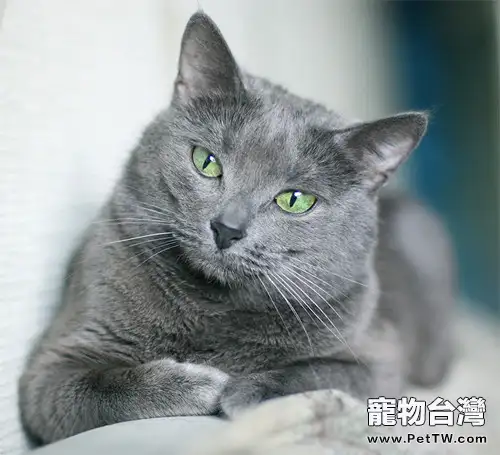 貓咪吃草的相關疑問解答