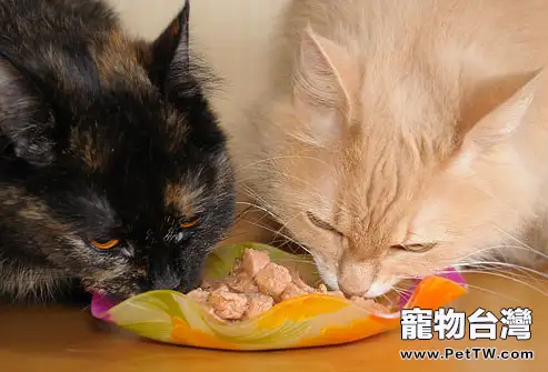 貓貓用餐時也需加點肉