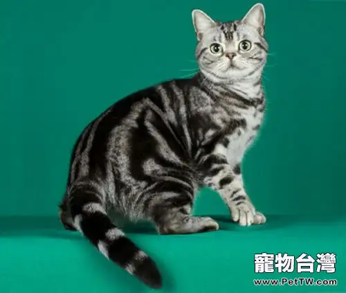 人們對貓咪絕育的常見認識誤區(1圖)-寵物台灣