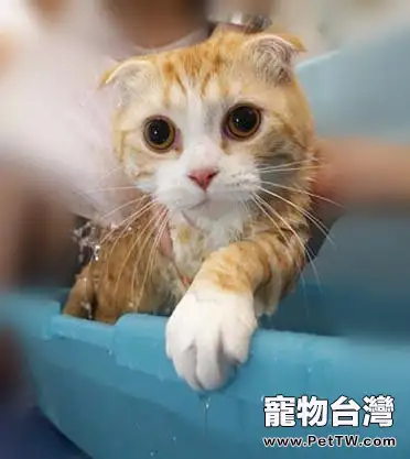 怎樣讓貓咪愛上洗澡