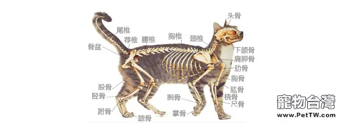 拉貓尾巴會導致拉稀有沒有科學依據