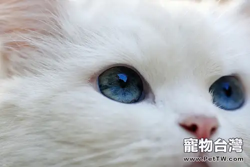 神秘貓咪大揭秘,正確飼養破除迷信(共2張圖片)-寵物台灣