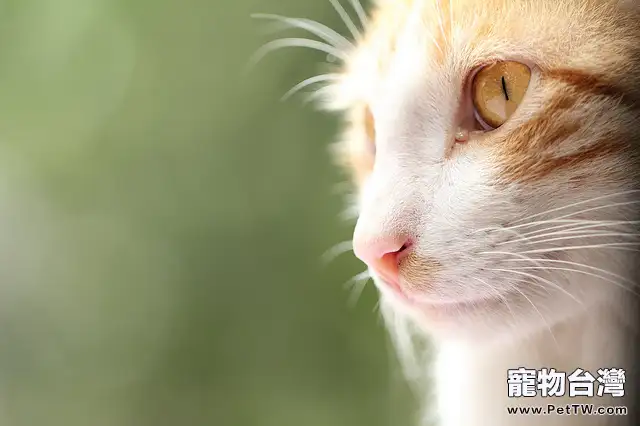 神秘貓咪大揭秘，正確飼養破除迷信