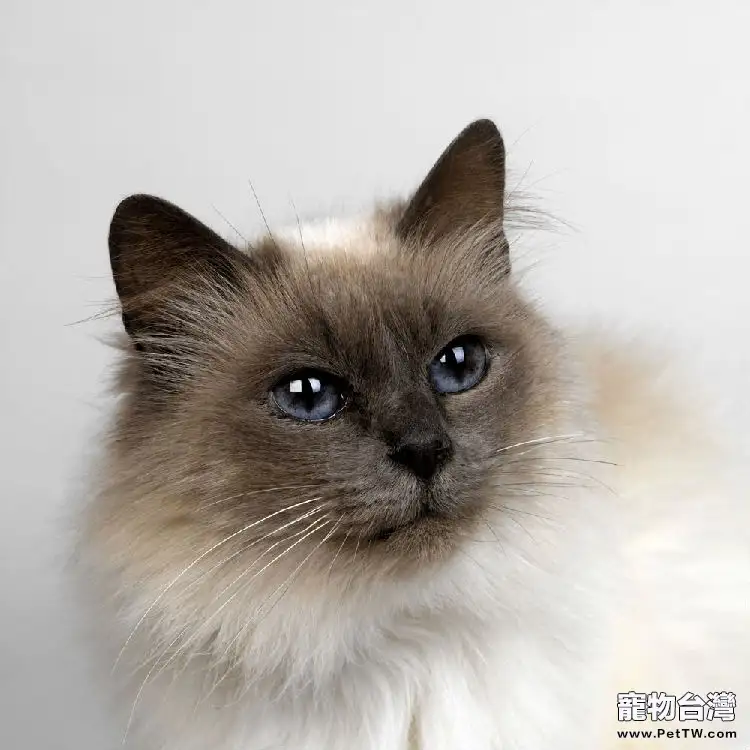 貓疫苗都預防什麼病(1圖)-寵物台灣