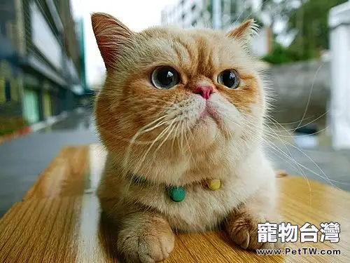 貓咪需要補鈣嗎