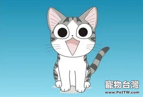 什麼樣的貓叫起司貓