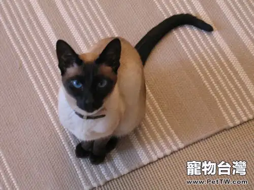 貓砂多久換一次(1圖)-寵物台灣