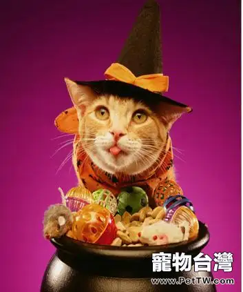 貓咪為什麼喜歡鑽洞（1圖）-寵物台灣