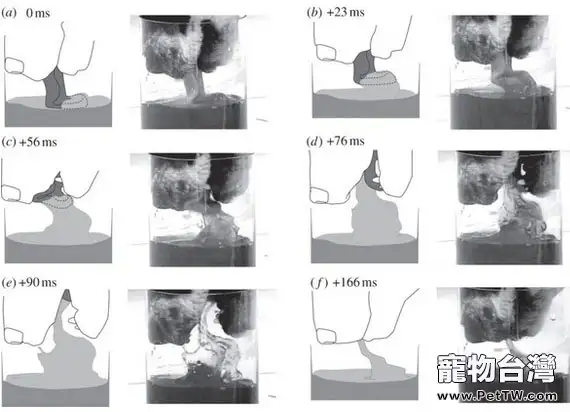 揭秘貓的超聰明喝水方式