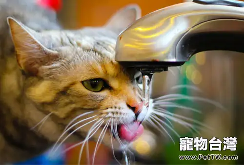 揭秘貓的超聰明喝水方式