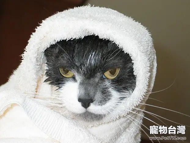 貓咪多久洗一次澡最合適