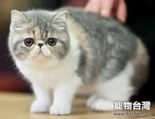 冬季飼養異國短毛貓要注意什麼(1圖)-寵物台灣
