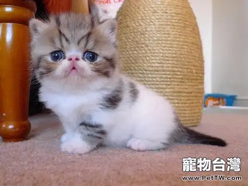 新手飼養異國短毛貓須知(1圖)-寵物台灣