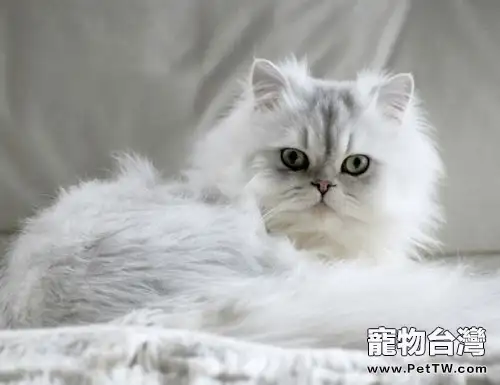 不能喂貓咪吃哪些食物（1圖）-寵物台灣