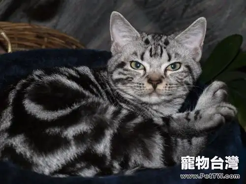 貓咪的消化系統有什麼特點