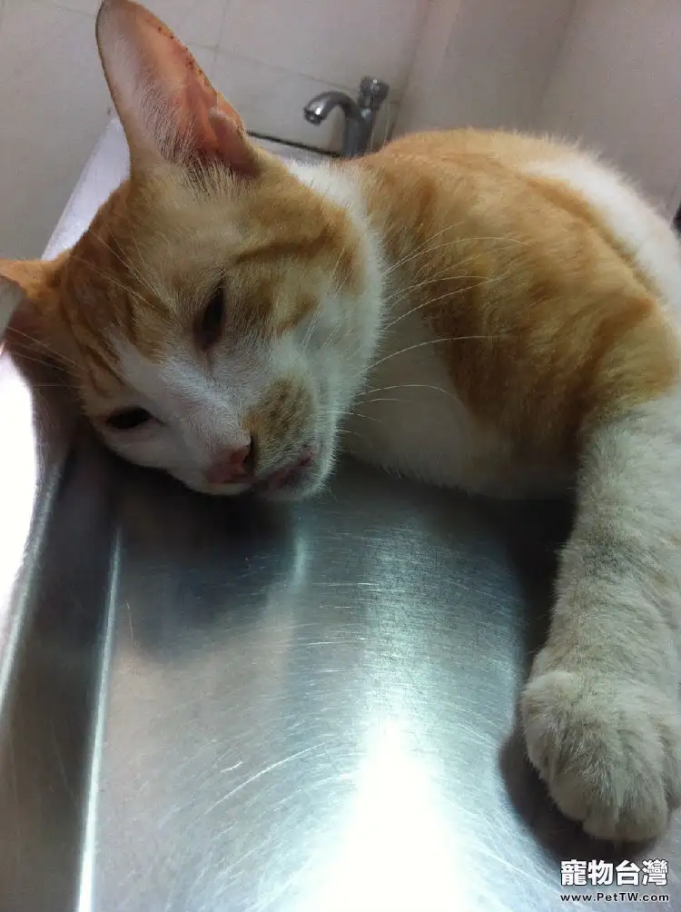 動物福利——貓咪絕育手術