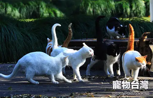 如果貓咪都沒有做絕育