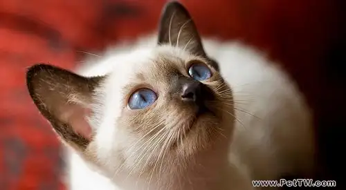 你知道貓咪生氣的表現嗎（1圖）-寵物台灣