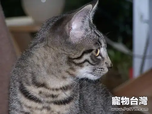 貓咪的眼睛晚上為什麼發亮