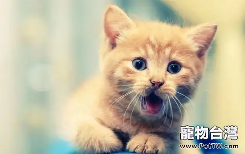 貓咪喵喵叫其實是在表達不滿（1圖）-寵物台灣
