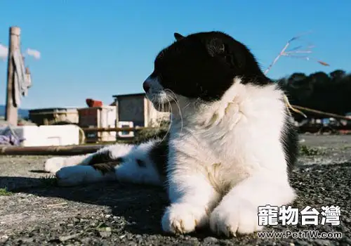 日本人的愛貓情結 日本人的愛貓情結