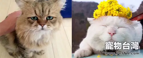 日本人的愛貓情結(共8張圖片)-寵物台灣