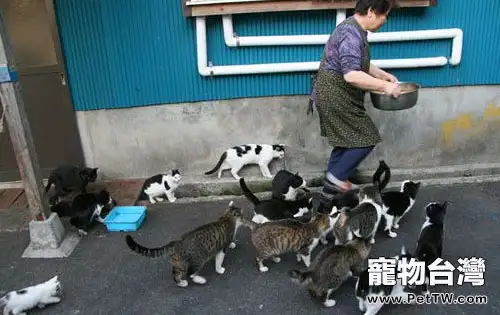 日本人的愛貓情結 日本人的愛貓情結