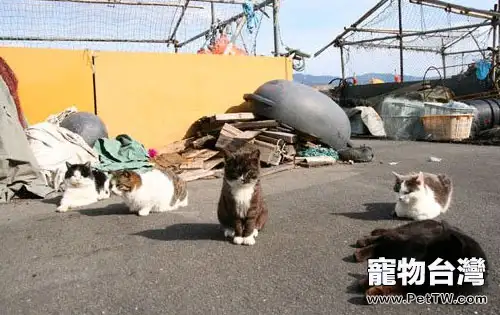 日本人的愛貓情結 日本人的愛貓情結