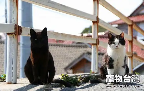 日本人的愛貓情結 日本人的愛貓情結