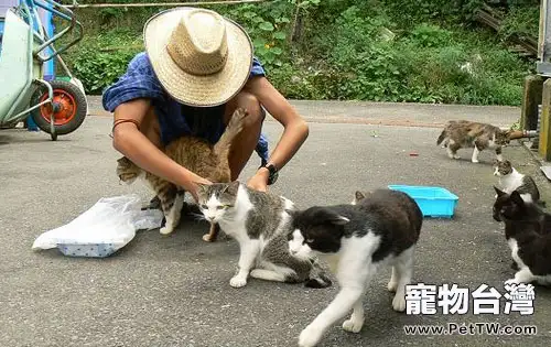 日本人的愛貓情結 日本人的愛貓情結