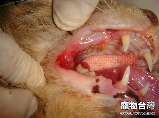 全口拔牙治療貓的反覆性口炎