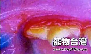 全口拔牙治療貓的反覆性口炎