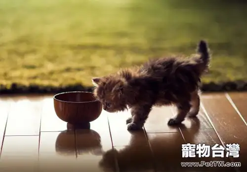 干性貓糧並不比貓罐頭差（1圖）-寵物台灣