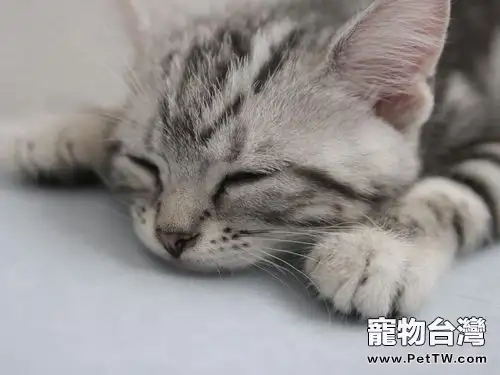 怎樣照顧孤兒貓(1圖)-寵物台灣