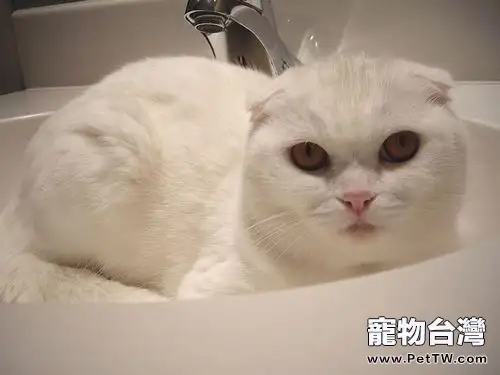 貓咪為什麼愛乾淨(1圖)-寵物台灣