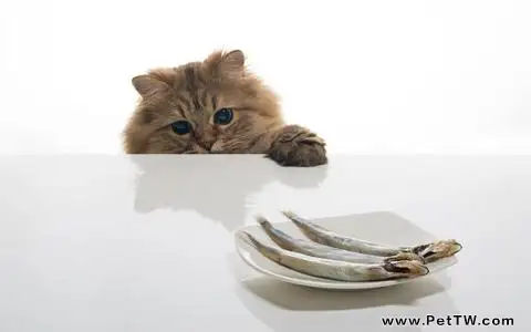 解析貓咪吃魚問題
