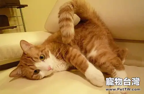 貓咪究竟會不會放屁