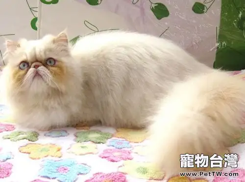幼貓及病貓的飼養要點(1圖)-寵物台灣