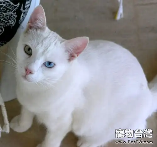 帶寵物貓出境須知