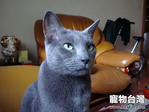 為寵物貓選窩需注意哪些（1圖）-寵物台灣