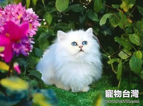 老年貓咪易患哪些疾病
