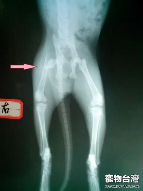 一例貓髓內針固定肱骨骨折及股骨骨折的手術案例