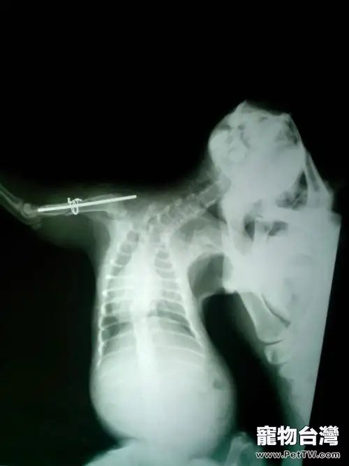 一例貓髓內針固定肱骨骨折及股骨骨折的手術案例