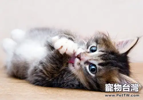 貓咪是否會有歉疚的情感