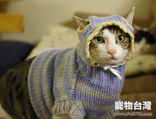 冬季為怕冷貓咪保暖原則