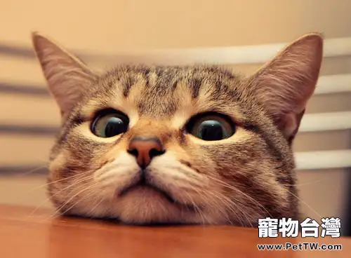 如何成功吸引貓咪的關注