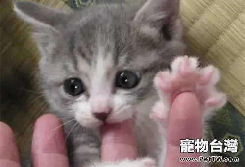 貓咪喜歡咬主人手指怎麼辦？