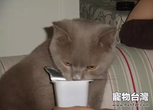 貓咪可以喝酸奶嗎？
