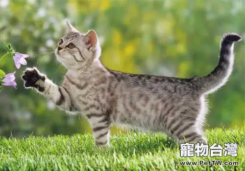 貓咪的尾巴會說話